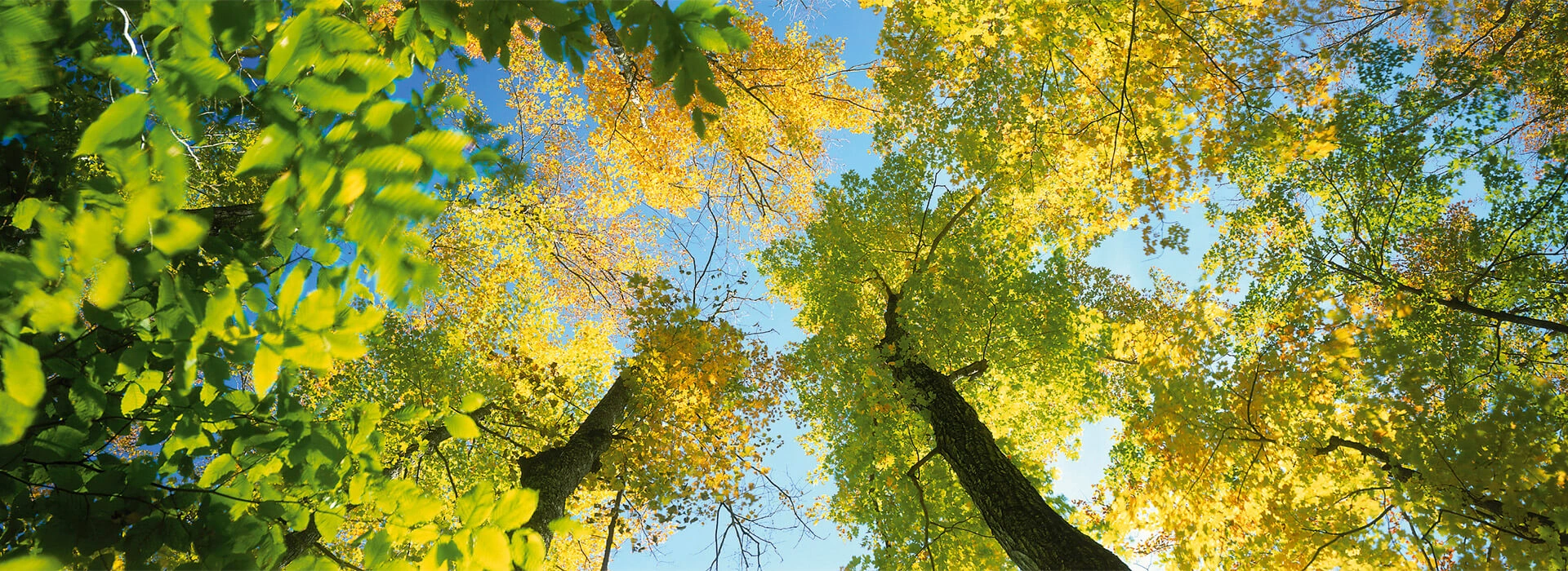 Environmental Policy